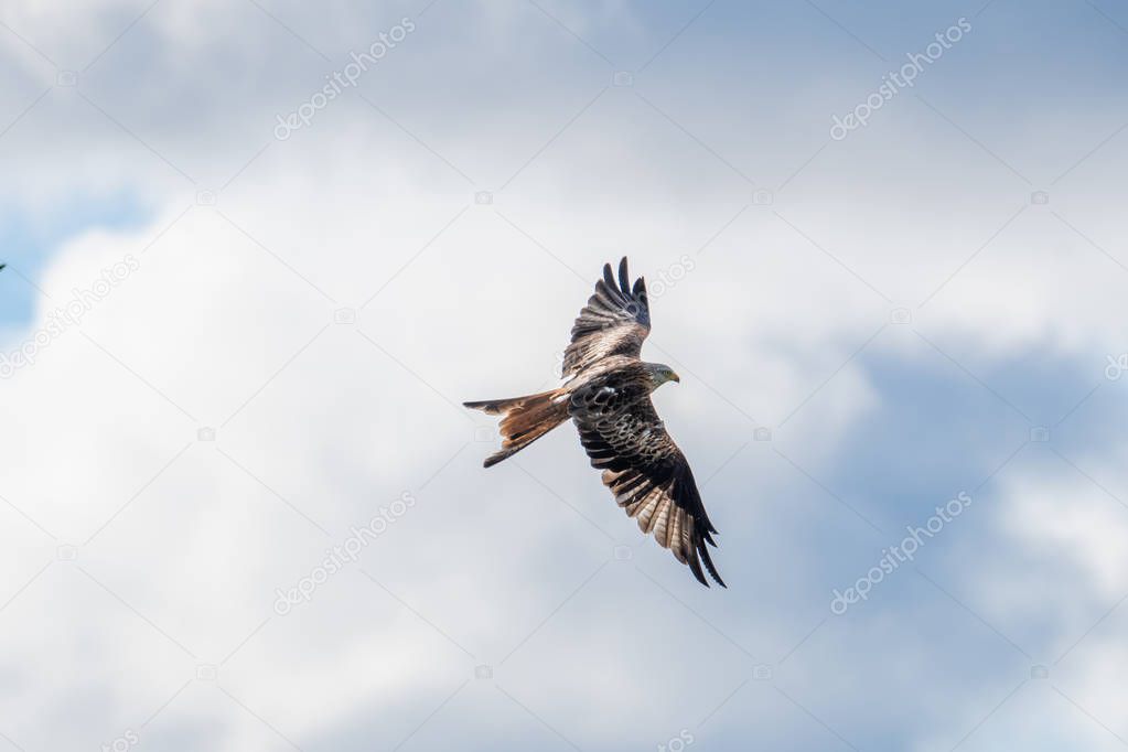 A Red Kite flying in Dumfriesshire, Scotland, in Autumn 2018.