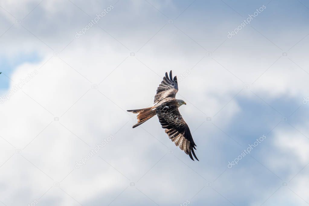 A Red Kite flying in Dumfriesshire, Scotland, in Autumn 2018.
