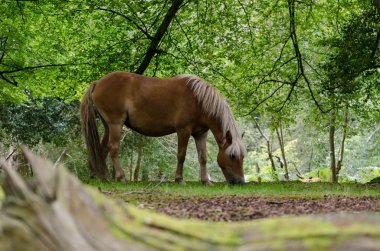 A portrait of a wild New Forest pony,  one of the recognised mountain and moorland or native pony breeds of the British Isles. clipart