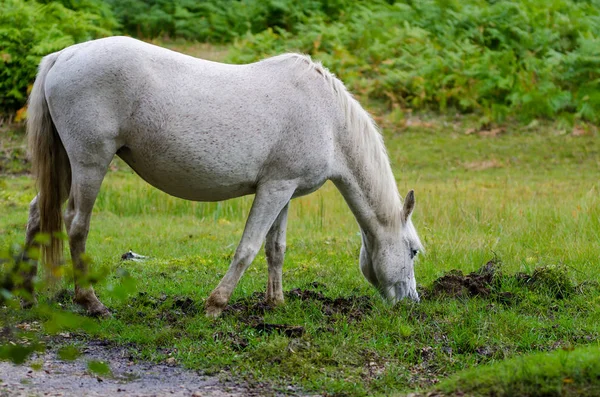 A portrait of a wild New Forest pony,  one of the recognised mountain and moorland or native pony breeds of the British Isles. — Stock Photo, Image