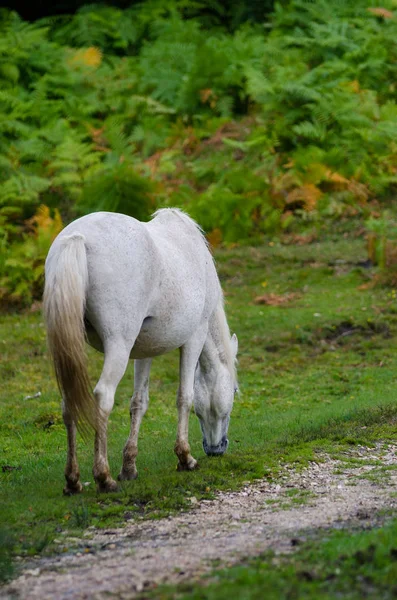 A portrait of a wild New Forest pony,  one of the recognised mountain and moorland or native pony breeds of the British Isles. — Stock Photo, Image