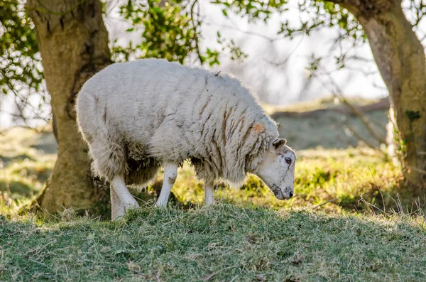 Обычная британская овца в свете раннего утра в марте 2015 года — стоковое фото