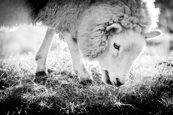 耳の一般的な英国の羊のコントラストの高い動物肖像画 — ストック写真