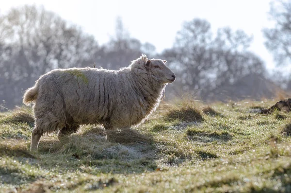 Een gemeenschappelijk Britse schapen in de vroege ochtend licht in maart 2015 — Stockfoto