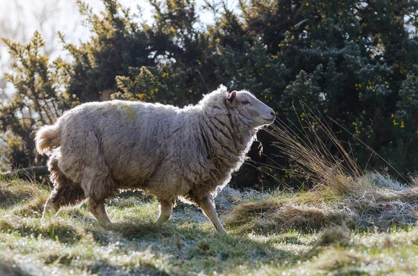 Ein gemeines britisches Schaf im Morgenlicht im März 2015 — Stockfoto