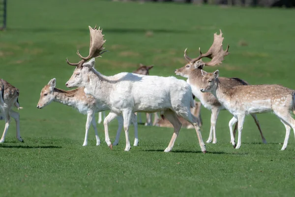 Un grupo de ciervos en un prado —  Fotos de Stock