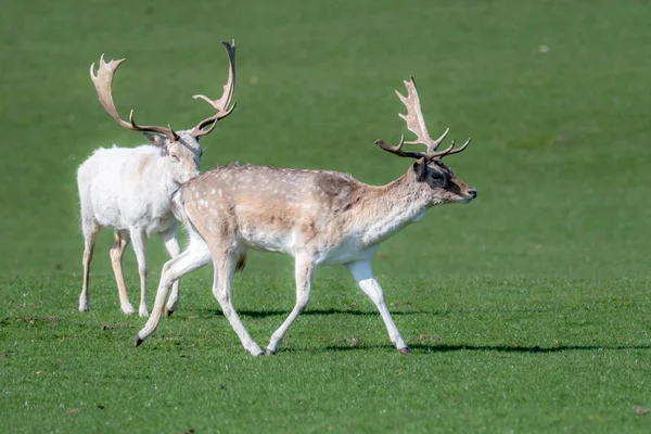 Ett djur porträtt av två manliga dovhjort stags i ett fält. — Stockfoto