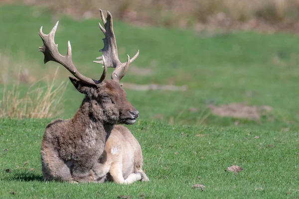 Un ciervo Fallow macho relajándose en un campo —  Fotos de Stock