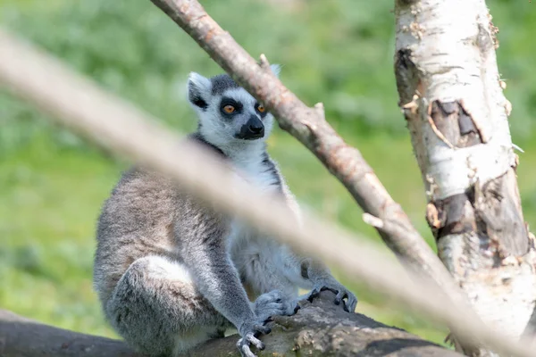 A gyűrű farkú Lemur ellazítja a fa ága a nap — Stock Fotó