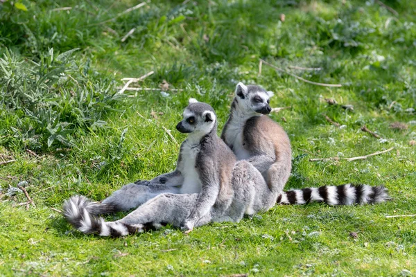 Két gyűrű farkú lemurs ülni a fűben, miközben egy lovászok a másik, miközben egy pillantást a lehetséges veszélyt — Stock Fotó