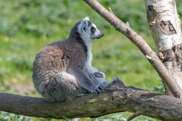 A gyűrű farkú Lemur ellazítja a fa ága a nap — Stock Fotó