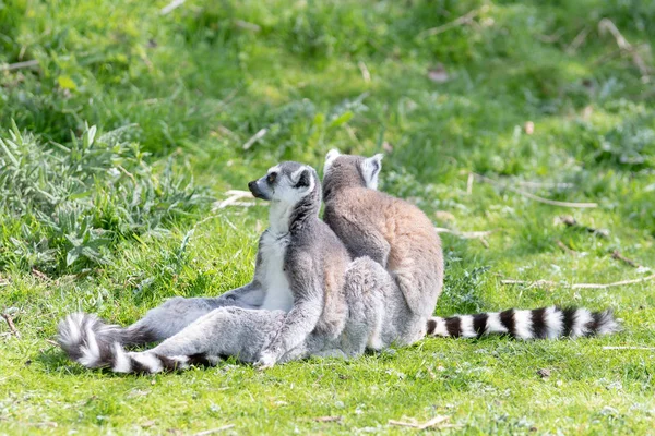 Két gyűrű farkú lemurs ülni a fűben, miközben egy lovászok a másik, miközben egy pillantást a lehetséges veszélyt — Stock Fotó