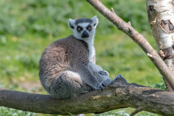 リング尾のキツネザルは、太陽の下で木の枝にリラックス — ストック写真