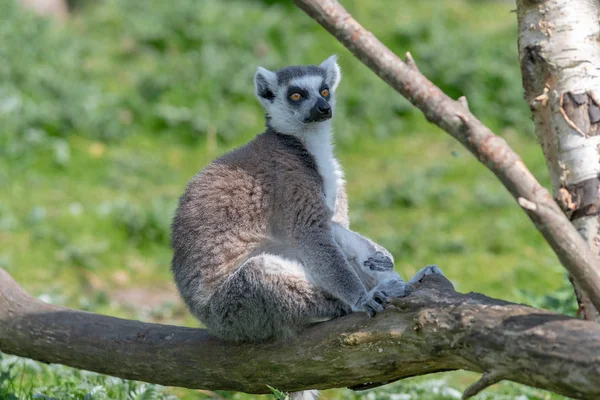 リング尾のキツネザルは、太陽の下で木の枝にリラックス — ストック写真