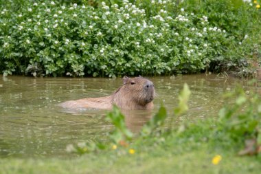 A solo Capybara swimming clipart