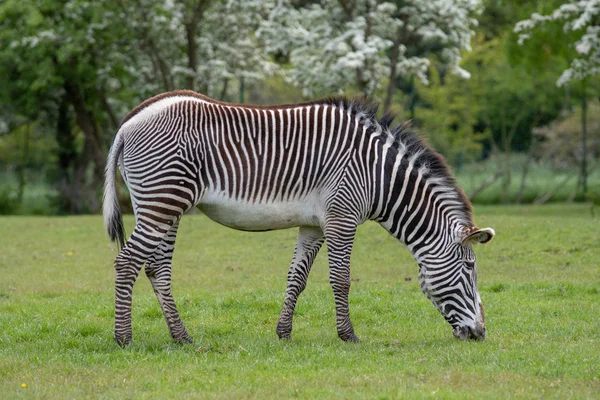 A portrait view of a zebra grazing on grass — Stock Photo, Image