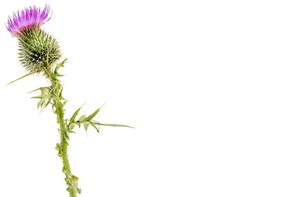 A large isolated Thistle with stem and leaves weighted to the left with room for copy text on the right.