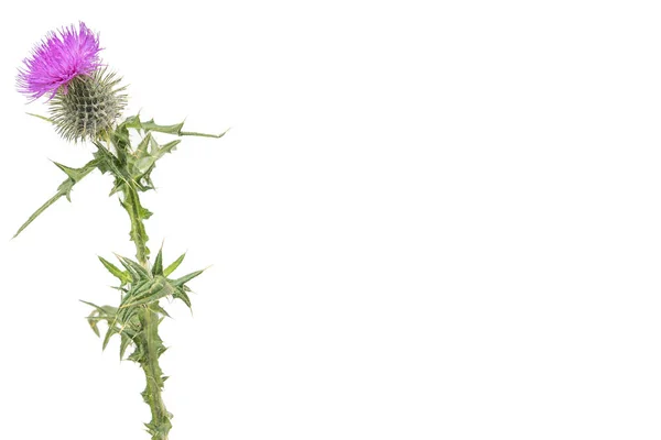 A large isolated Thistle with stem and leaves weighted to the left with room for copy text on the right. — Stock Photo, Image