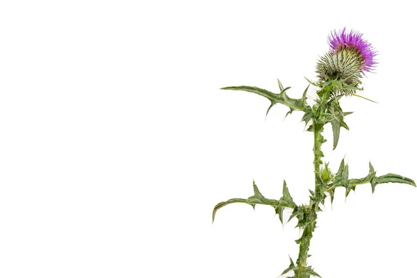 A large isolated Thistle with stem and leaves weighted to the right with room for copy text on the left. — Stock Photo, Image