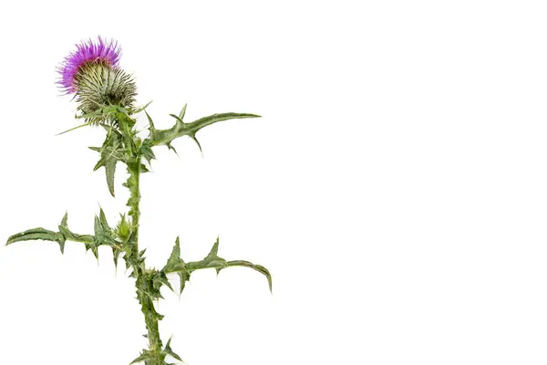 A large isolated Thistle with stem and leaves weighted to the left with room for copy text on the right. — Stock Photo, Image