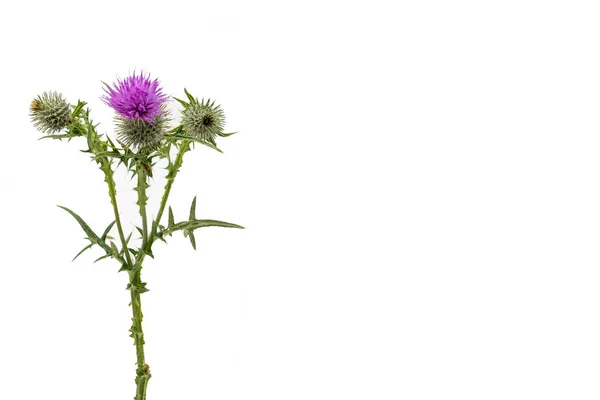 Un grande cardo isolato con gambo e foglie appesantite a sinistra con spazio per copiare il testo a destra . — Foto Stock