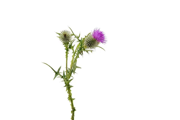 A large isolated Thistle with stem and leaves weighted to the centre of the frame with room for copy text on the left and the right.