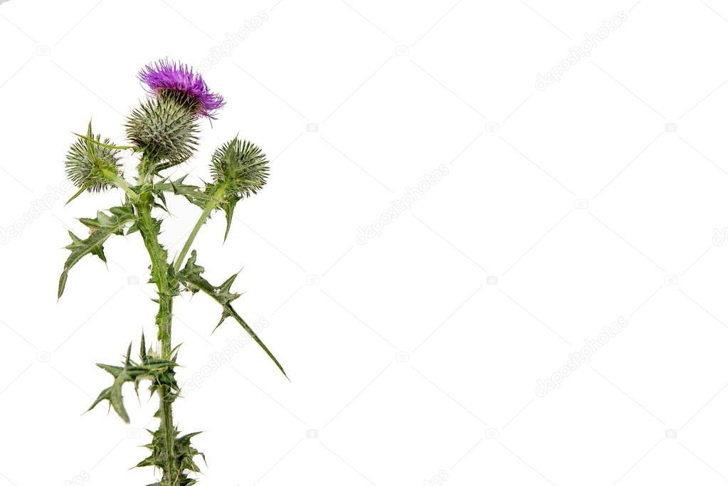 A large isolated Thistle with stem and leaves weighted to the left with room for copy text on the right.