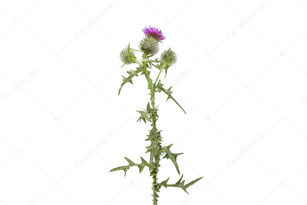 A large isolated Thistle with stem and leaves weighted to the centre of the frame with room for copy text on the left and the right.
