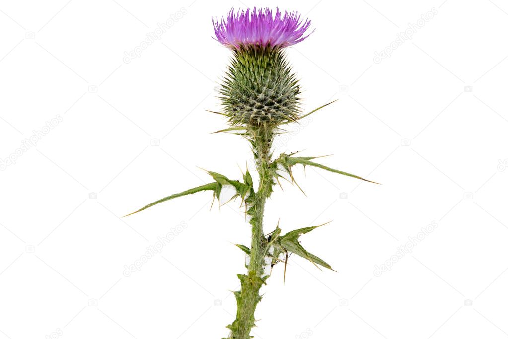 A large isolated Thistle with stem and leaves weighted to the centre of the frame with room for copy text on the left and the right.