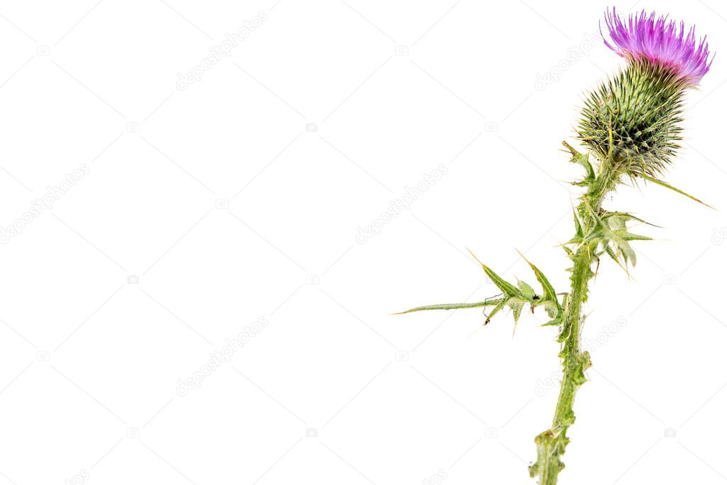A large isolated Thistle with stem and leaves weighted to the right with room for copy text on the left.