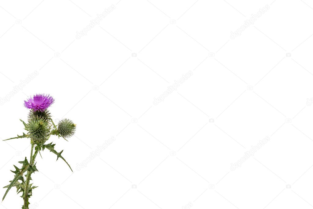 A small isolated Thistle with stem and leaves weighted to the left with room for copy text on the right.