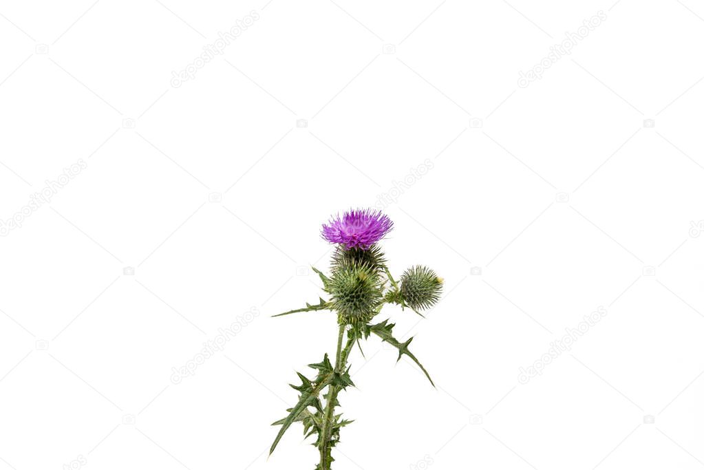 A small isolated Thistle with stem and leaves weighted to the centre of the frame with room for copy text on the left and the right.
