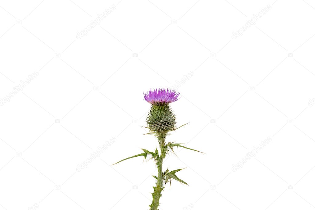A small isolated Thistle with stem and leaves weighted to the centre of the frame with room for copy text on the left and the right.