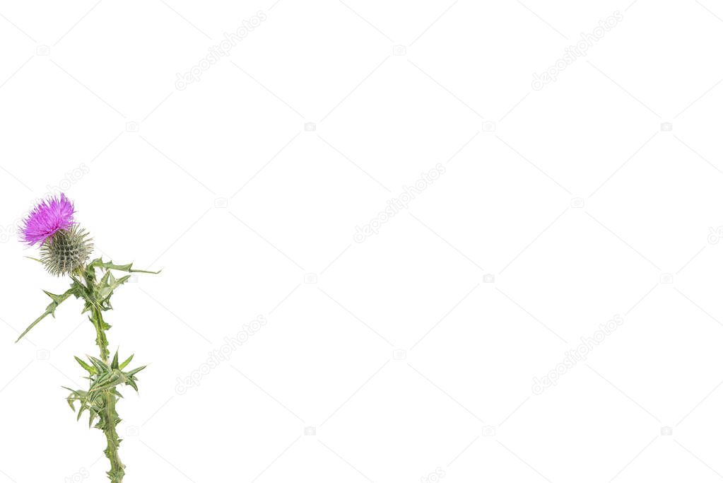 A small isolated Thistle with stem and leaves weighted to the left with room for copy text on the right.