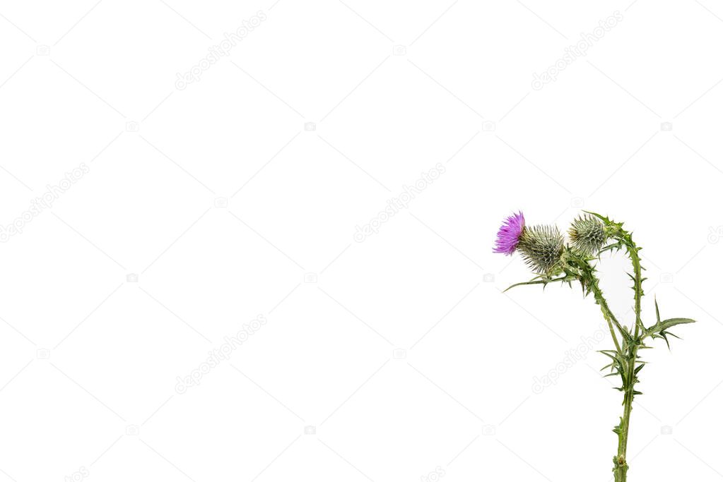 A small isolated Thistle with stem and leaves weighted to the right with room for copy text on the left.