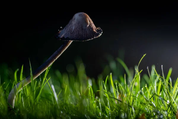 Una tapa de tinta Shaggy solitaria iluminada con una iluminación dramática fuera del marco desde el lado derecho — Foto de Stock