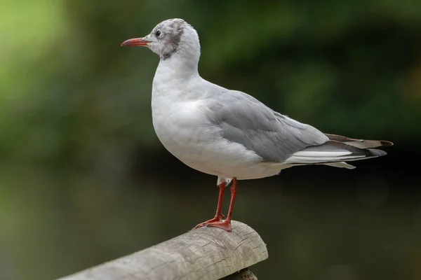 Portrait Common Black Headed Gull Sits Wooden Perch — Stock Photo, Image