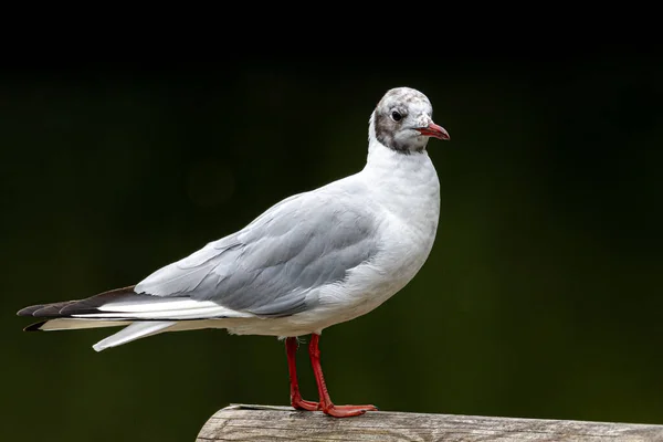 Porträt Einer Schwarzkopfmöwe Die Auf Einer Holzbank Sitzt — Stockfoto