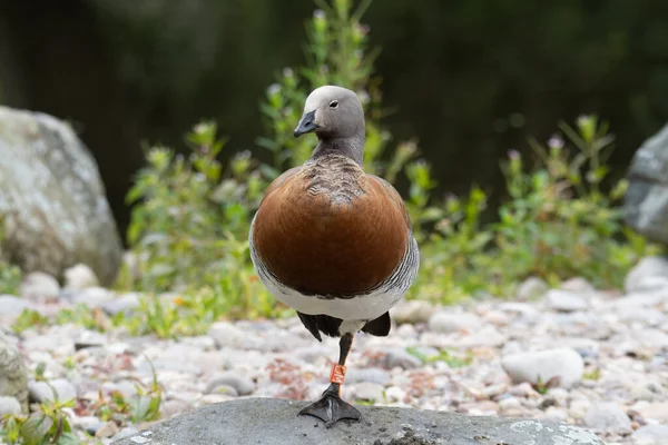 Portrait Ashy Headed Goose Stands One Leg — Stock Photo, Image