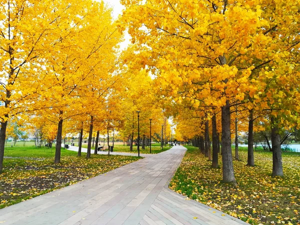 Sonbaharda Moskova Park, Güney Butovo'ya gölet