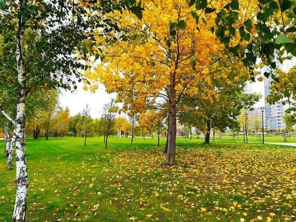 Sonbaharda Moskova Park, Güney Butovo'ya gölet