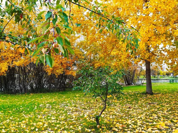 Sonbaharda Moskova Park, Güney Butovo'ya gölet