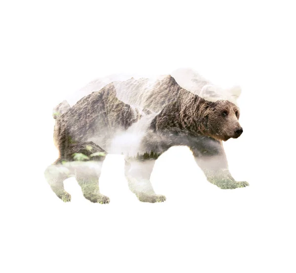 Dupla Exposição Urso Pardo Com Floresta Montanhas Selvagens Animal Com — Fotografia de Stock