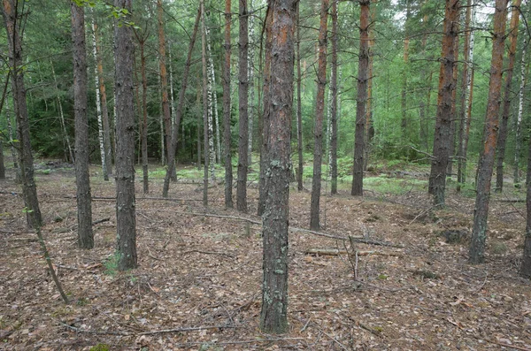 Russian birch forest on a summer day