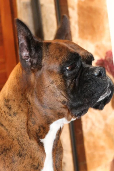 Beautiful Purebred Boxer Dog Headshot — Stock Photo, Image