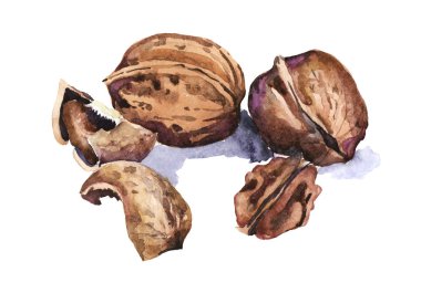 Ceviz beyaz zemin üzerine suluboya çizimi