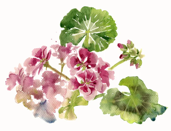 Ilustração Aquarela Flores Gerânio Rosa Com Botões — Fotografia de Stock