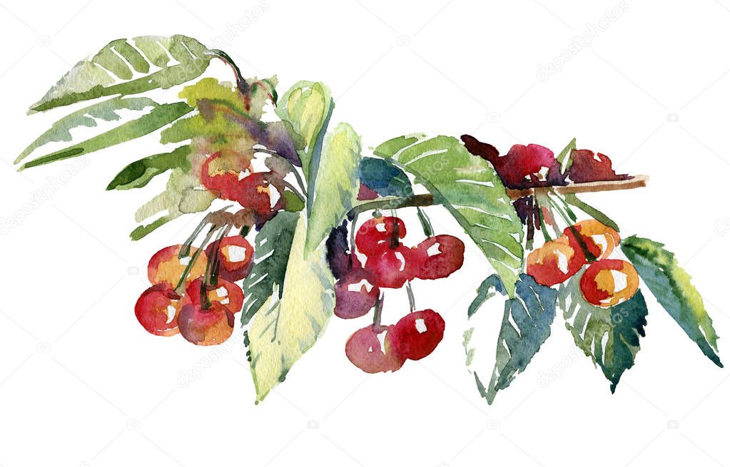 Watercolor illustration of a branch with cherries