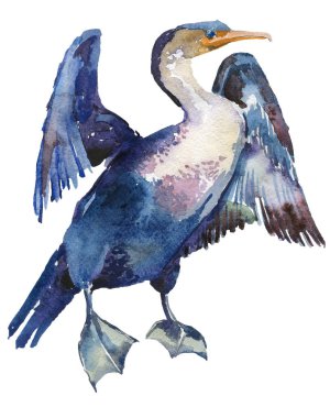 Karabatak kuşu suluboya çizimi