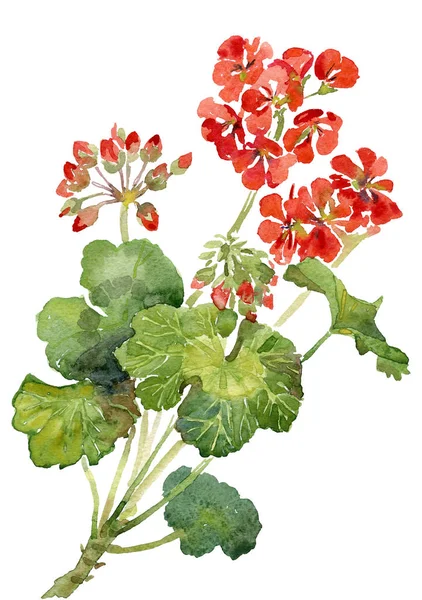 Akvarell Illustration Blommor Röd Pelargon Med Knoppar Och Blad — Stockfoto